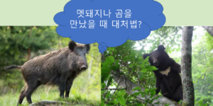 멧돼지와 곰